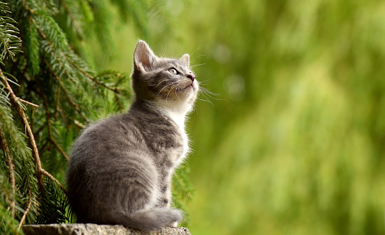 The Most Common Health Issues in Cats by Breed